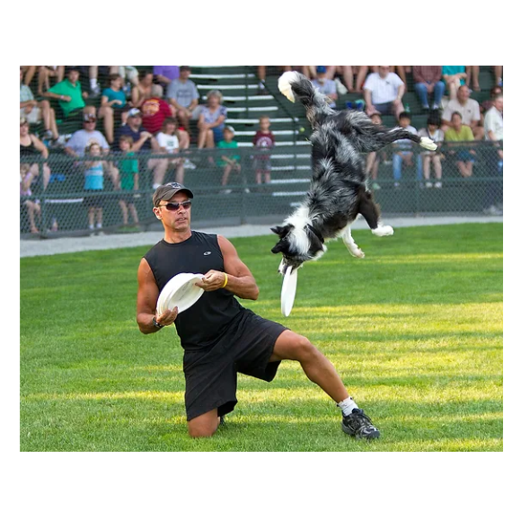 image of a man in shorts, tshirt, sunglasses and baseball cap.  the man is kneeling on the grass. he has a frisbee in his hands and is getting ready to throw it to a dog that is jumping in the air