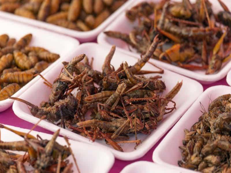 Edible Bugs