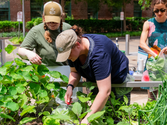 Three gardeners tending to plants in a garden bed.